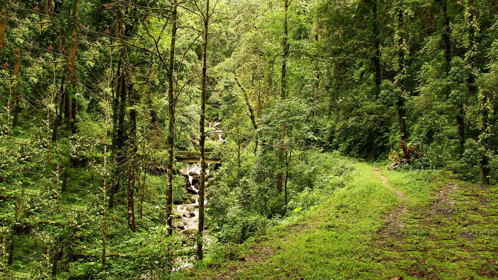 chilapata forest tourist